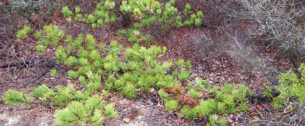Dwarf Pitch Pine Tree growing close to the ground.