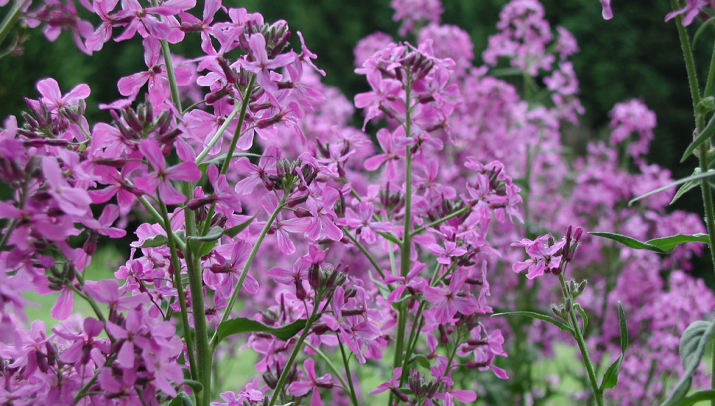 Photo by Berean Hunter from Wikimedia Commons