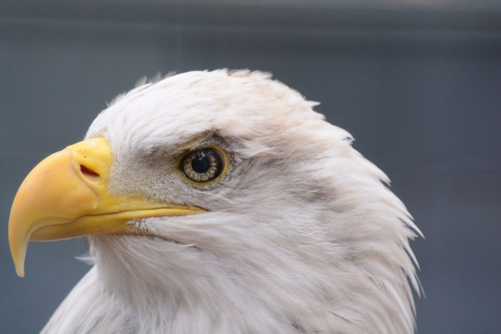 eagle